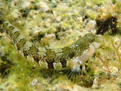 Microlipophrys dalmatinus