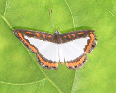 Nymphidium caricae