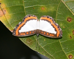 Nymphidium caricae