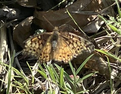 Euptoieta claudia