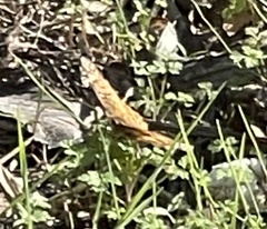 Euptoieta claudia