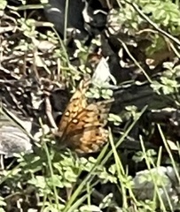 Euptoieta claudia