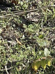 Euptoieta claudia