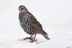 Sturnus vulgaris
