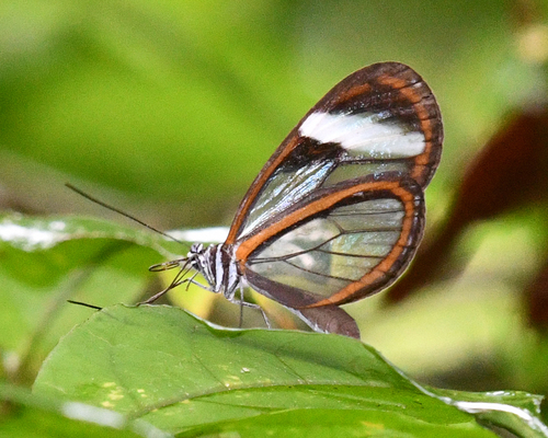 Oleria assimilis