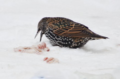 Sturnus vulgaris