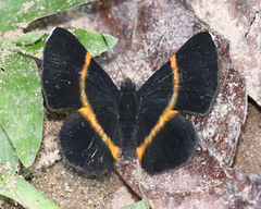 Parcella amarynthina