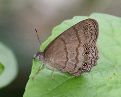 Paryphthimoides poltys