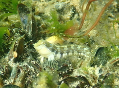 Microlipophrys dalmatinus