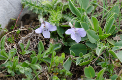 Viola pyrenaica