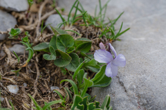 Viola pyrenaica
