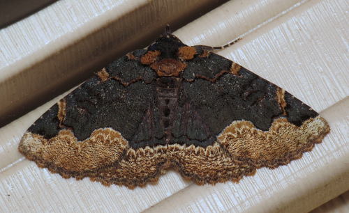Horrid Zale Moth photo 4