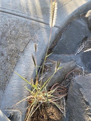 Dichanthium sericeum