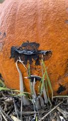 Coprinopsis lagopus
