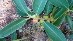 Ficus menabeensis