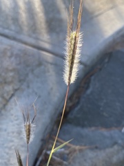 Dichanthium sericeum