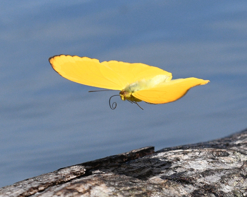 Dark Apricot Sulphur photo 3