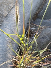 Dichanthium sericeum