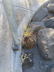 Dichanthium sericeum