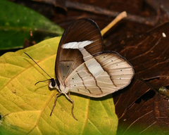 Pierella hortona