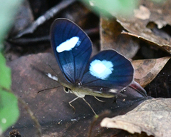 Pierella hortona