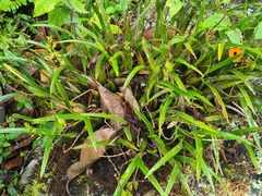 Prosthechea grammatoglossa