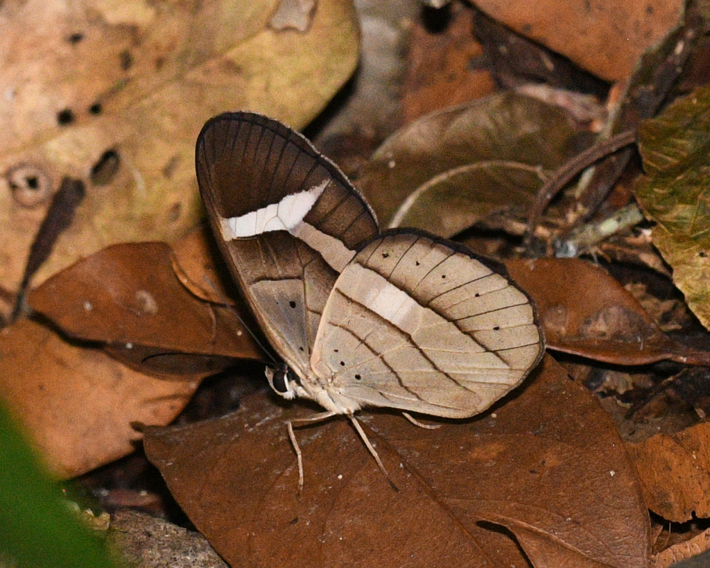 Pierella hortona