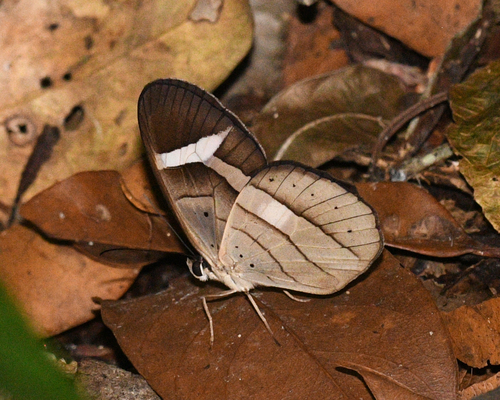 Pierella hortona (Hewitson, 1854)