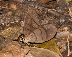 Pierella lamia