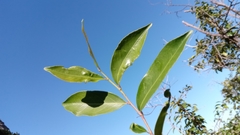 Aphloia theiformis
