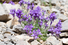 Linaria alpina alpina
