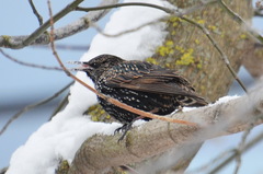 Sturnus vulgaris