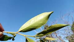 Aphloia theiformis