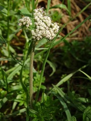 Lomatium orientale