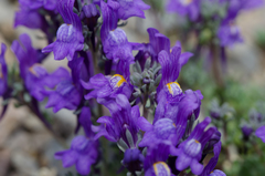 Linaria alpina alpina