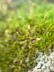 Distichium capillaceum