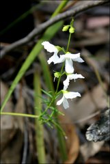 Prostanthera galbraithiae