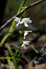 Prostanthera galbraithiae