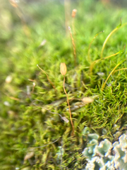 Distichium capillaceum