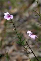 Prostanthera galbraithiae