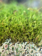 Distichium capillaceum