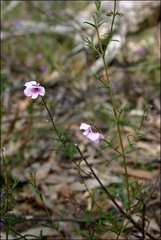 Prostanthera galbraithiae