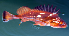 Sebastes caurinus