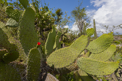 Consolea moniliformis