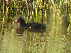 Fulica rufifrons