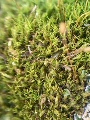 Distichium capillaceum