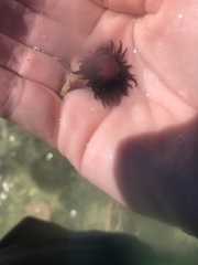 Anemonia sargassensis