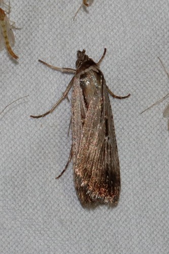 Alfalfa Looper Moth photo 3