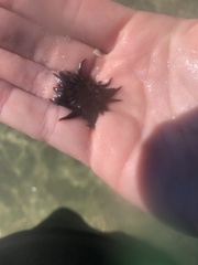 Anemonia sargassensis