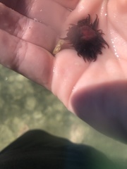 Anemonia sargassensis